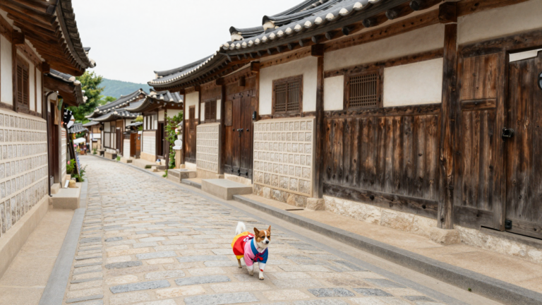 전주 한옥마을의 전통 골목에서 한복을 입은 반려견이 리드줄을 하고 산책하는 모습